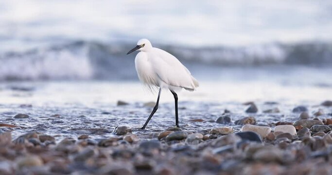The little egret (Egretta garzetta), small heron in the family Ardeidae.