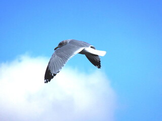 seagull in flight in the blue sky