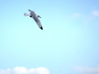 seagull in the blue sky