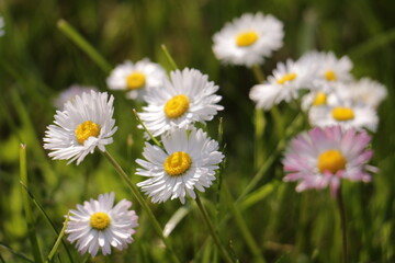 daisies in the grass