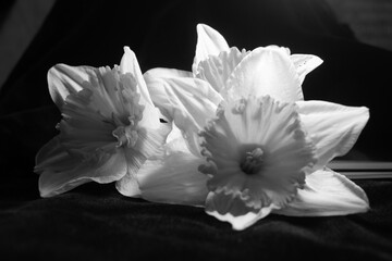 Fototapeta na wymiar Close Up of a Doffodil Spring Flower Bloom on a Black Background