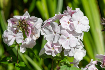 White garden phlox (phlox paniculata) flowers in bloom