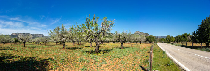 Scenic Panorama of Blossoming Almond Trees by a Country Road with Mountains in the Background
