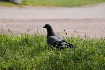 pigeon on the grass