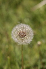 dandelion head