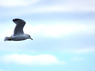 seagull in the blue sky