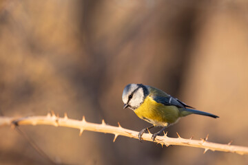 The Eurasian blue tit (Cyanistes caeruleus) is a small passerine bird in the tit family,