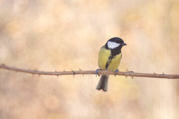 Great Tit (Parus major) in my garden, birdgardening.