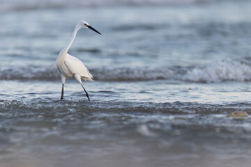 The little egret (Egretta garzetta), small heron in the family Ardeidae.