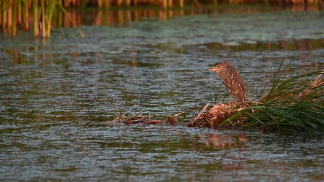 Black-crowned Night Heron - Nycticorax nycticorax. young bird. A bird in the evening on the lake during the rain. Close up.