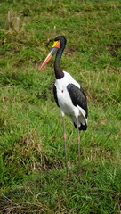 saddle billed stork