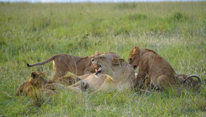 lion cub in the grass