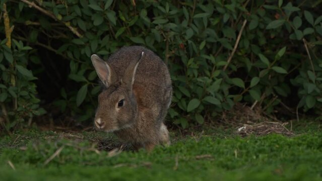 A wild rabbit (Oryctolagus cuniculus) searching for food and running away