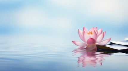 Beautiful lotus flower on the water with copy space for background