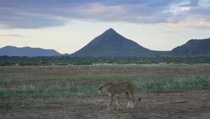 lion with a cone shaped mountain in the background