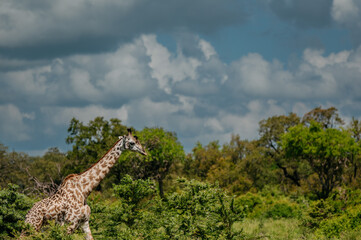 Fototapeta premium A giraffe in their real habitat. A giraffe in african savannah. Giraffe in tanzania
