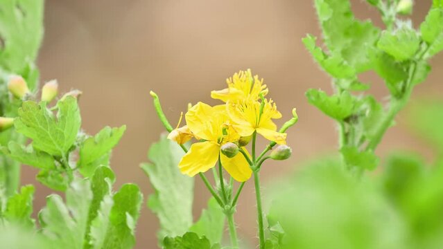 Chelidonium majus, greater celandine, is perennial herbaceous flowering plant in poppy family Papaveraceae. One of two species in genus Chelidonium, it is native to Europe and Asia.