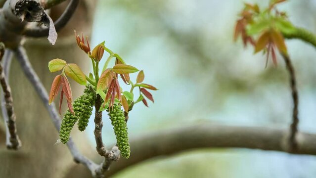 Walnut flowering. Juglans regia, Persian, English, Carpathian or Madeira walnut, or especially in Great Britain, common walnut, is Old World