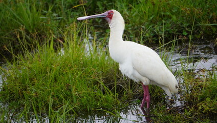 Spoonbill african