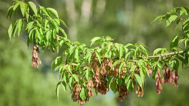 Acer negundo, box elder, boxelder maple, Manitoba maple or ash-leaved maple, is maple native to North America. It is fast-growing, short-lived tree with opposite, compound leaves.