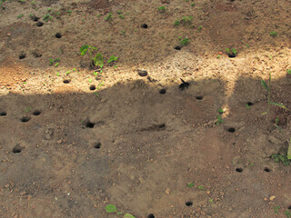 Mamangava bee nests excavated in the sand.