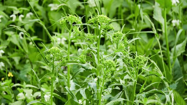 Bunias orientalis, Turkish wartycabbage, warty-cabbage, hill mustard, or Turkish rocket, is edible wild plant species in genus Bunias.
