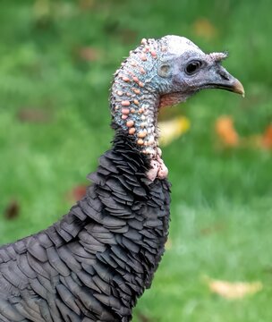 A Portrait of a Wild Turkey Henin a residental neighborhood