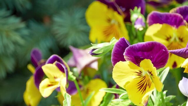 Garden pansy (Viola wittrockiana) is type of large-flowered hybrid plant cultivated as garden flower. It is derived by hybridization from several species in section Melanium (pansies).