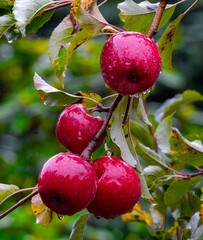 red apples hanging in the tree with few leaves in the winter season