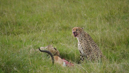 cheetah sitting on the grass