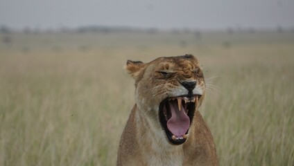 lioness with mouth open