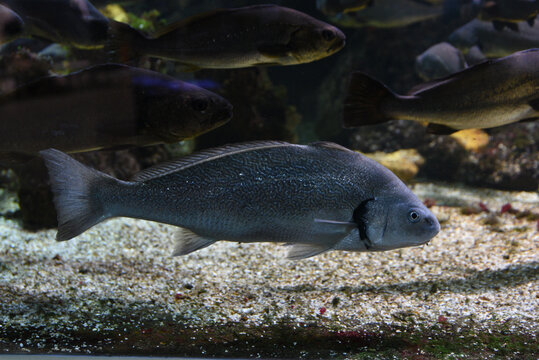 Fish shi drum swimming in the aquarium, underwater life in the zoo.