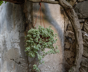 flower pot against wall in city Motovun, Croatia - 741921544