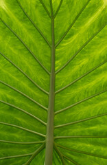 Background of green leaf close up - 741921791