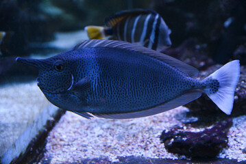 Naso brevirostris fish swimming in an aquarium, selective focus. Underwater life in the zoo.