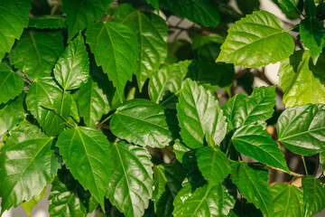 Close up of green leaves of Rosa sinensis, having slightly fragrant crimson, red, pink, or white flowers. Also called Chinese hibiscus, rose of China. Houseplant grown in the pot
