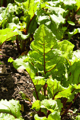 Beet leaves in the garden on a beautiful sunny day.
