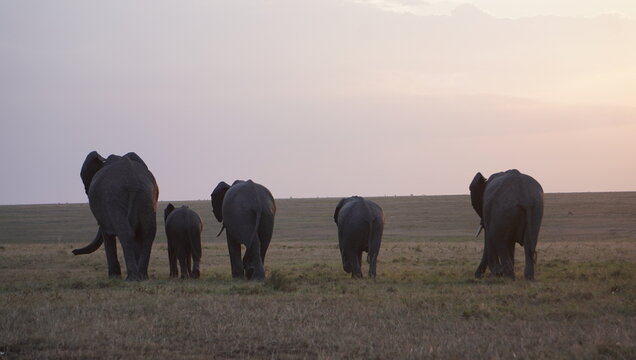 elephant rear ends