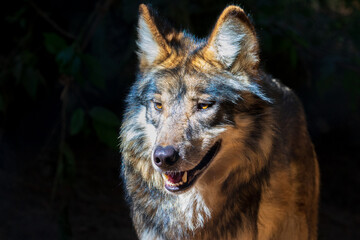 Mexican wolf in the woods