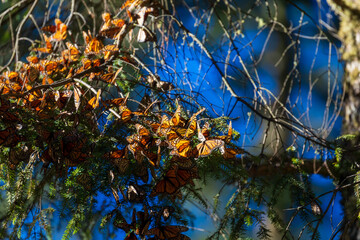 bunch of monarch  butterfly on a tree
