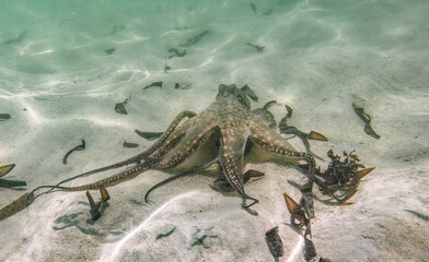 Octopus swimming near corral reef in Indian Ocean. Watamu, Kenya.