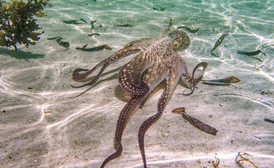 Octopus swimming near corral reef in Indian Ocean. Watamu, Kenya.