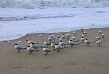 Fototapeta na wymiar flock of migrating Royal Terns foraging along the shore