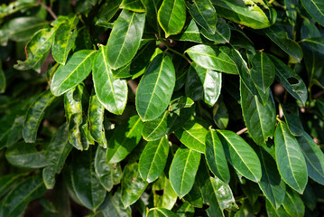 Prunus laurocerasus leaves on a sunny day in the garden. Beautiful nature.