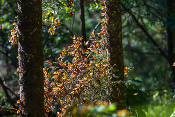Tree with the btranches full of monarch butterfly