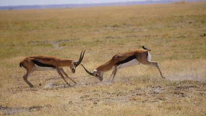 Thompson gazelles fighting - obrazy, fototapety, plakaty