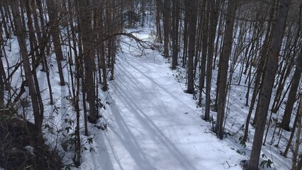 雪の中の林道