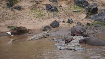 hippo in the river with a crocodile