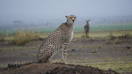 cheetah sitting
