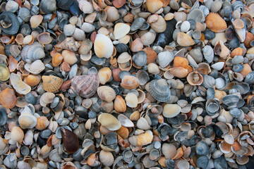 close-up seashells on the beach